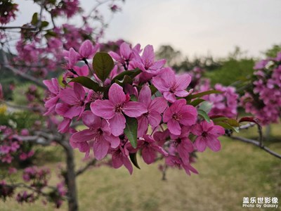 京城四月，鲜花盛开