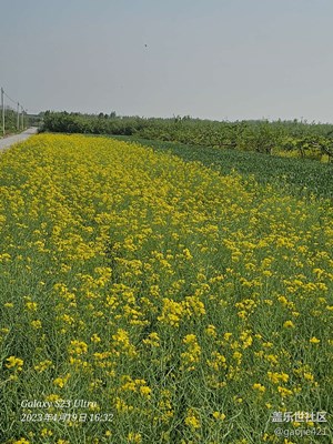 油菜花