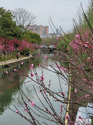 【相约春天】河畔花