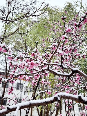 【相约春天】+塞北的雪