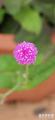 【相约春天】+随处可见一点红