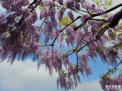 【至生活】+紫藤花开