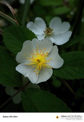 沿途的花朵