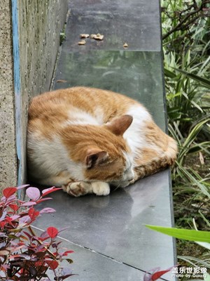 【我的五一】+晓港公园懒猫