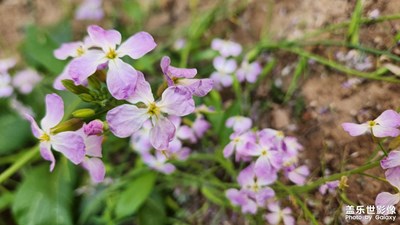 【五一随拍】家长的花花