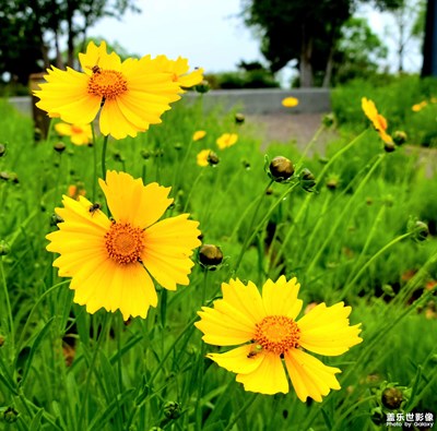 【我的五一】雨中小黄花