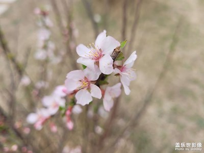 【我的五一】看看花