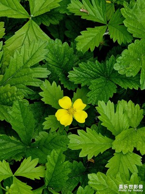 一朵小黄花