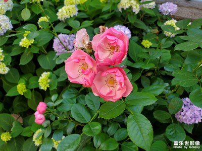 【五一随拍】鲜艳花朵