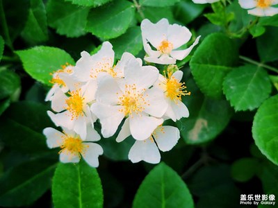 【初夏】+夏的小白花