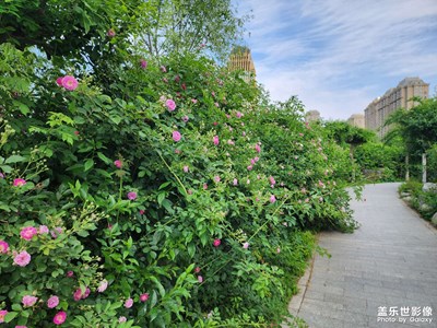 【初夏】+蓝天、白云、鲜花