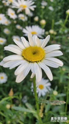 【拍有生活】520花朵随拍