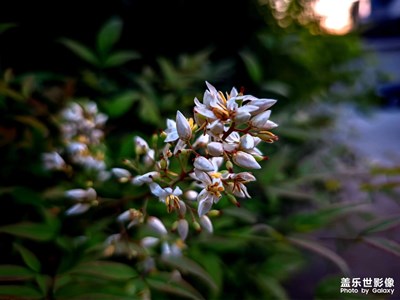 这是什么花