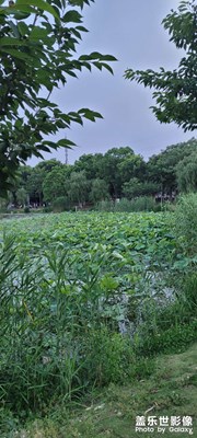 夏日到了，荷叶长高了