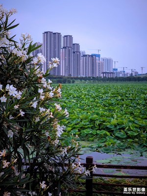 【镜头里的夏天】武汉的夏