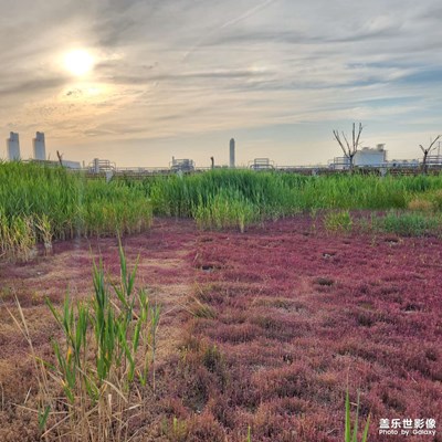 【镜头里的夏天】看这紫红色草地