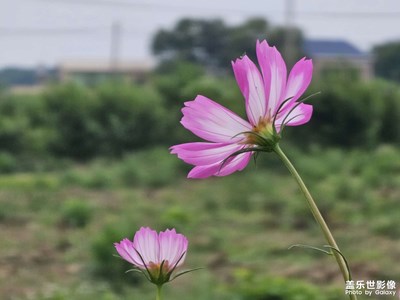 【镜头里的夏天】周末出游随手拍