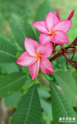 【留住精彩】红色鸡蛋花