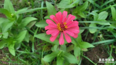 【镜头里的夏天】百日菊