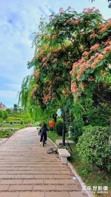 【镜头里的夏天】+合欢花开