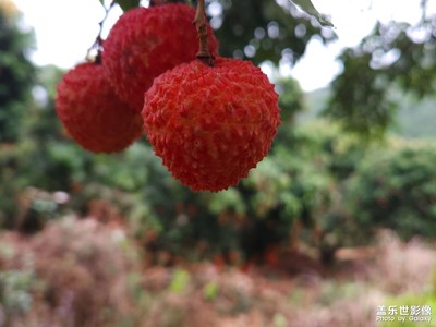 【镜头里的夏天】+游荔枝园