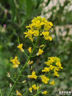 【镜头里的夏天】生生不息油菜花