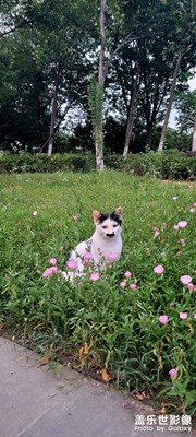 花丛里的猫🐱🐱🐱🐱