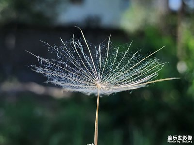 【镜头里的夏天】蒲公英的夏天