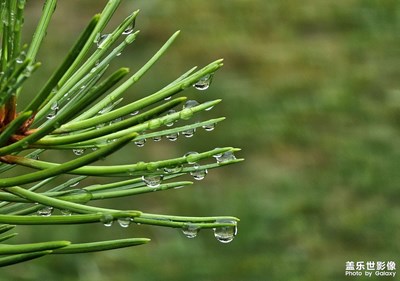 【不期而遇的美好】叶雨