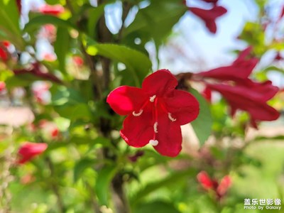 【镜头里的夏天】+鲜红的花