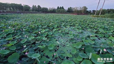 【不期而遇的美好】满池荷花