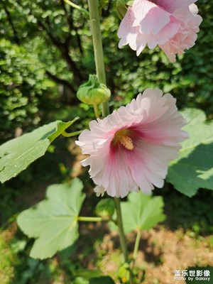 【镜头里的夏天】美丽的花朵