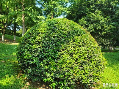 【镜头里的夏天】+夏日风景