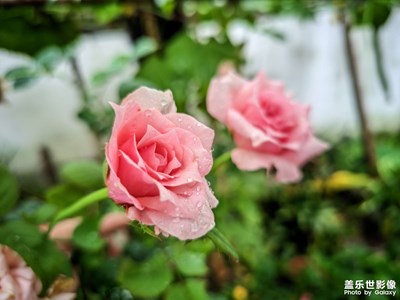 雨中的几朵小花