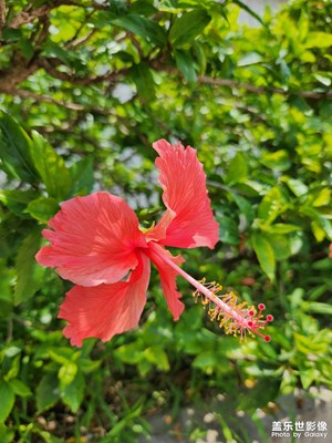 【镜头里的夏天】+绿植小花