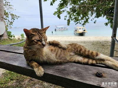 【镜头里的夏天】+仙本那马达京群岛