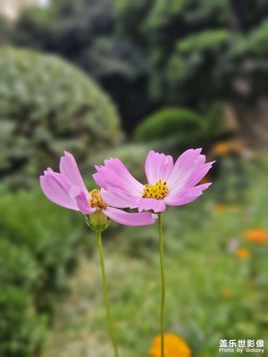 【镜头里的夏天】flora bokeh