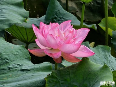 【镜头里的夏天】夏日荷花
