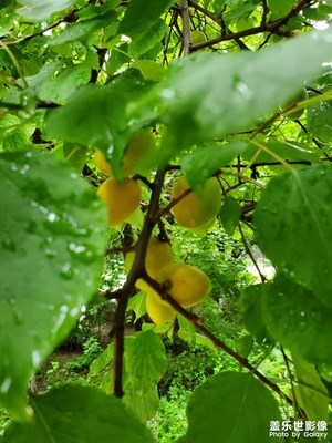 【镜头里的夏天】雨后的果实