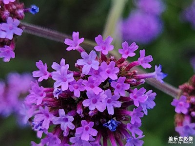 【镜头里的夏天】柳叶马鞭草