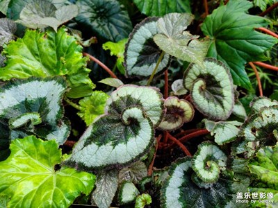 【镜头里的夏天】奇妙的热带植物