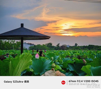 【镜头里的夏天】 落霞观荷