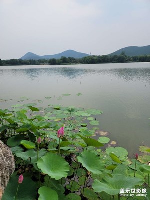 【镜头里的夏天】+云龙湖荷花;