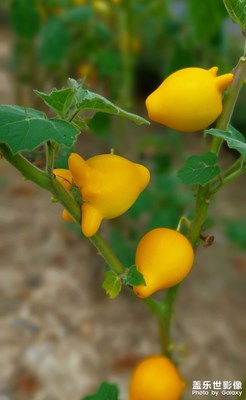 【夏日好时光】植物园随拍