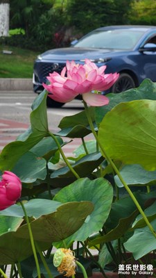 【镜头里的夏天】+夏日随手拍