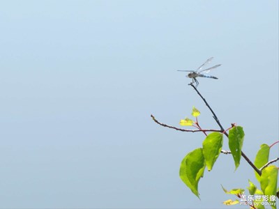 【创意生活】蜻蜓