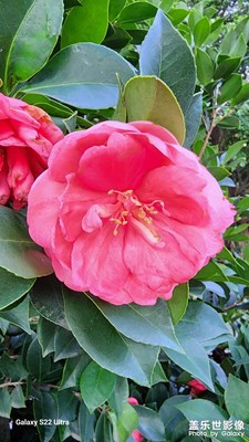 夏日鲜花