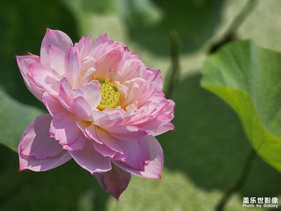 【多彩七月】多彩夏荷