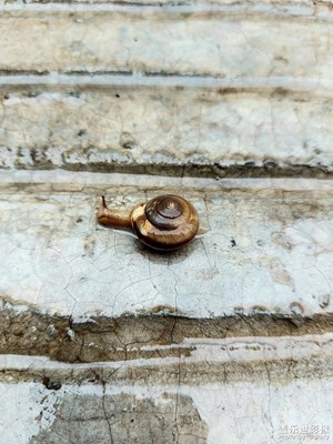 蜗牛🐌