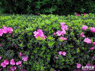 【视觉盛夏】+朵朵鲜花